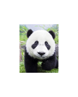 迪爾瑪